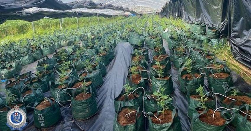  $23.5m worth of cannabis seized from remote NSW property