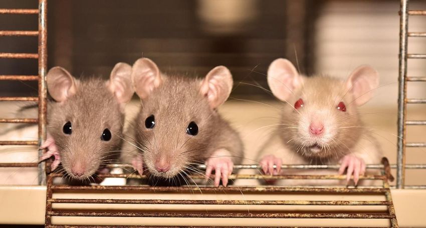  Rats ‘Ate’ 581kg Of Marijuana Stored In Police Warehouse, Indian Cops Say