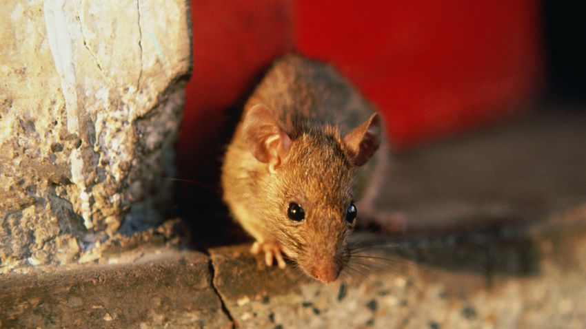  Police blame rats for missing cannabis