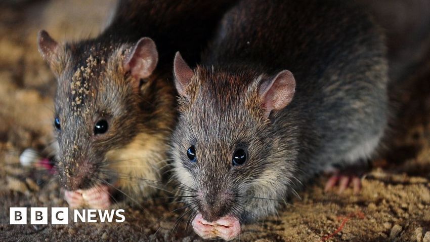  Drugs: India police say rats ate 200kg of seized cannabis