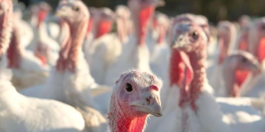  The violent social lives of turkeys