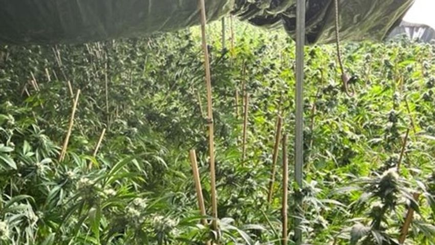  Six people to face court after $22 million worth of cannabis seized in north-west NSW drug bust
