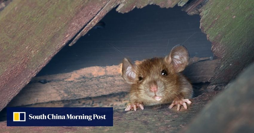  Hungry rats to blame for 1,000lbs of missing marijuana, India police say – court not convinced