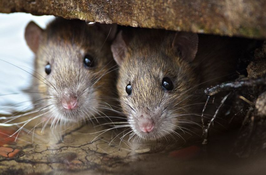  Rats ate 400+ pounds of cannabis seized as police evidence