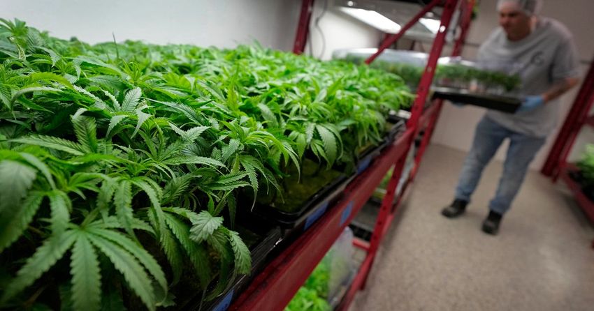 Marijuana Now Legal In Missouri, But You Can’t Buy It Yet