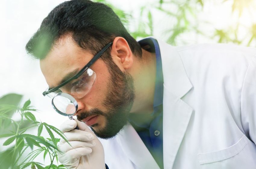Why Green Thumb Industries, Curaleaf, and Cresco Labs Rallied Today
