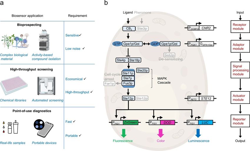  Scientists remove yeast cell’s sex drive and turn it into a cannabis tracker