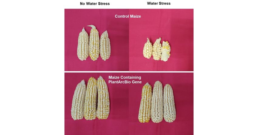  PlantArcBio and Rallis (a TATA enterprise) Announce Excellent Results in Drought Tolerance and Yield Increase in Maize (Corn) Trials