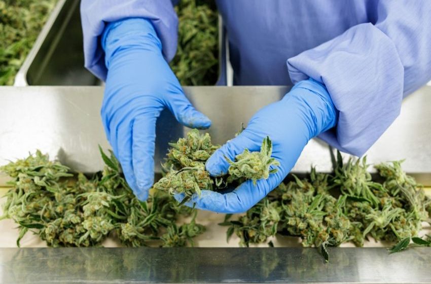 Germany’s Homegrown Cannabis Industry Awaits Legalisation