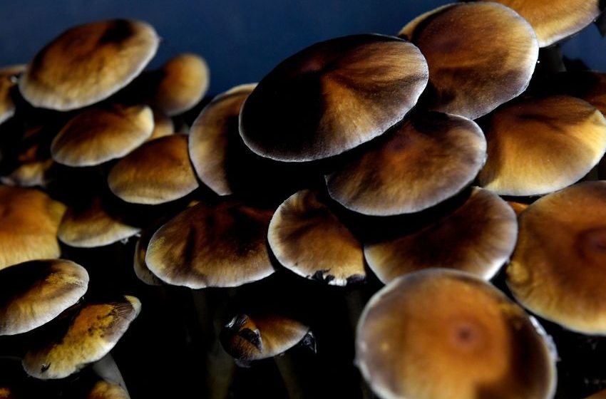  Colorado legalized psilocybin. Now what?