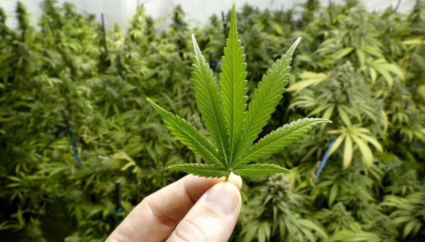  Kiwi patients can now access New Zealand-made THC-based medicines