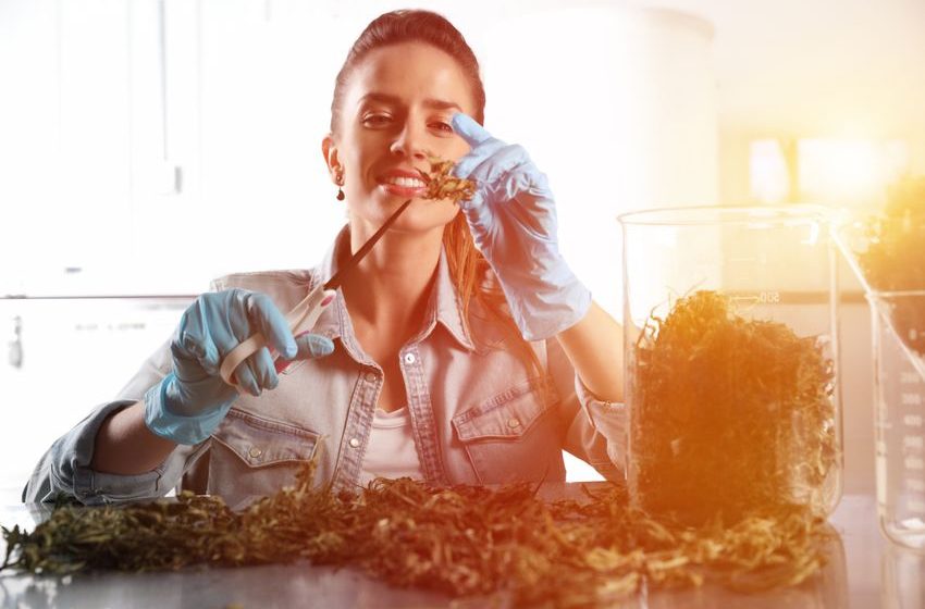 Why Green Thumb Industries, Curaleaf, and Cresco Labs Plunged Today