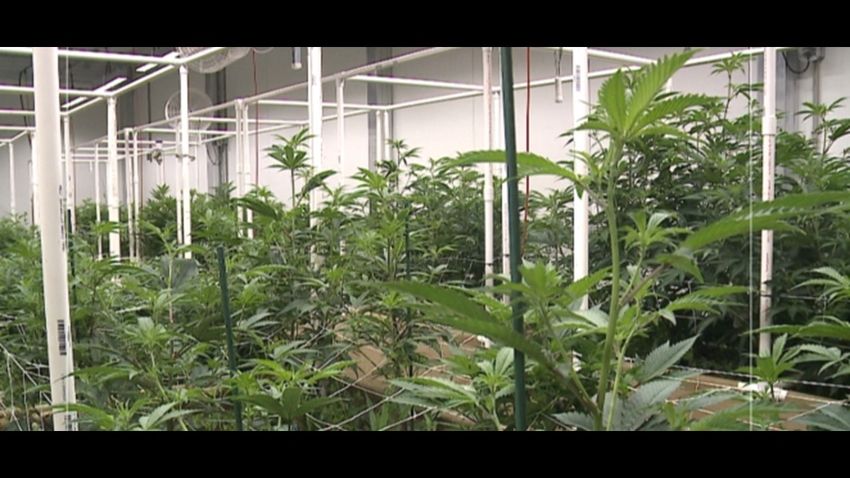  Cannabis cultivation business reducing, reusing water to improve sustainability