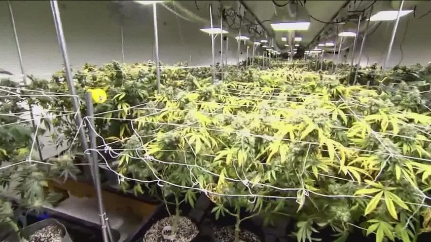  More votes are required before medical marijuana dispensaries open in Georgia