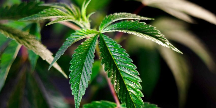  Nevada Cannabis Compliance Board suspends North Las Vegas license citing ‘threat to public health’