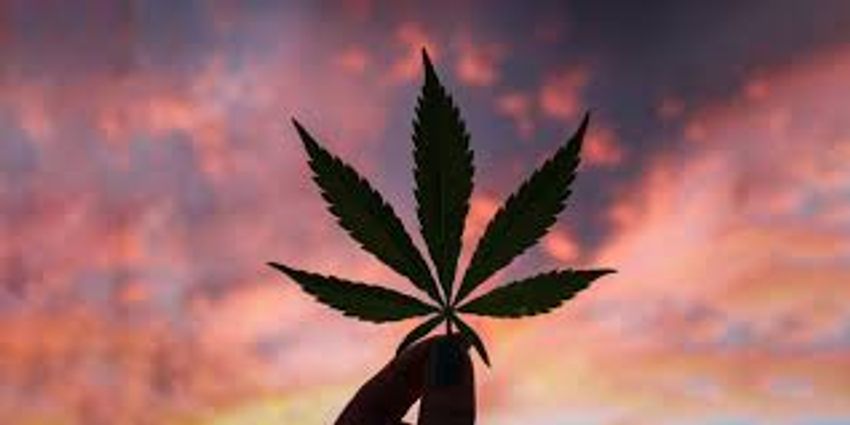 Green Gold Rush