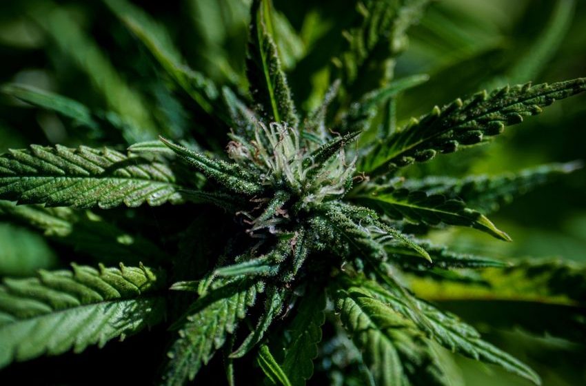 Antioch approves operating agreement for new cannabis business – Silicon Valley
