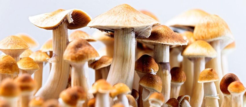  Could Arizona lead in psychedelic mushroom research? Bipartisan proposal introduced at Capitol