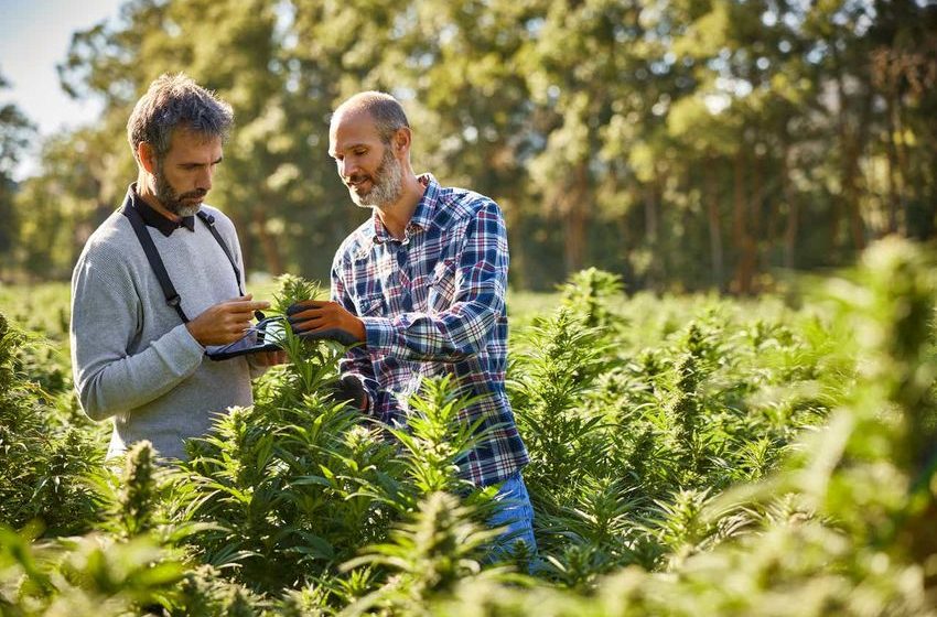 Grow Generation: Modest Revenue And Earnings Growth Ahead