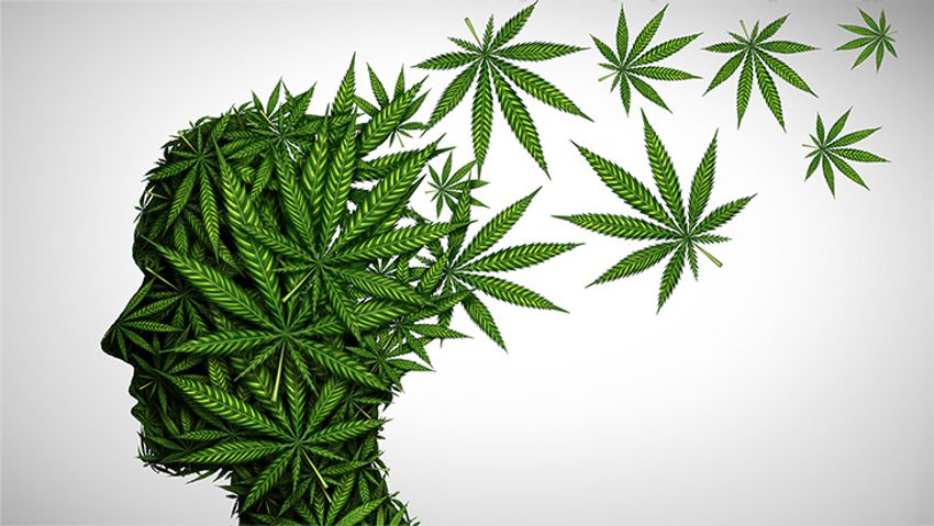  Study: Marijuana Legalization Not Associated with Elevated Rates of Psychosis-Related Health Outcomes