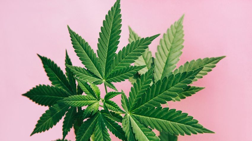 Weed Makes People Cum Harder, Study Says