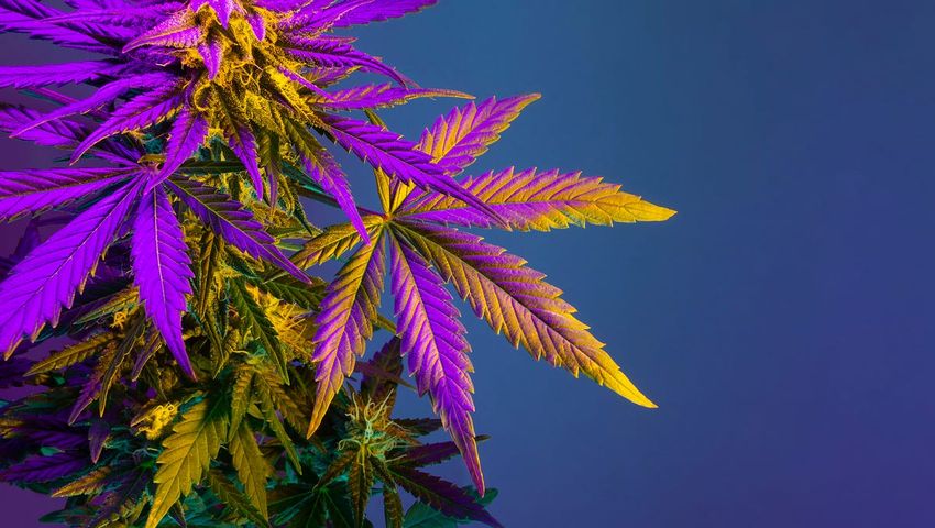 Cathedral City plans to lower cannabis taxes to help struggling businesses. But by how much? – Desert Sun