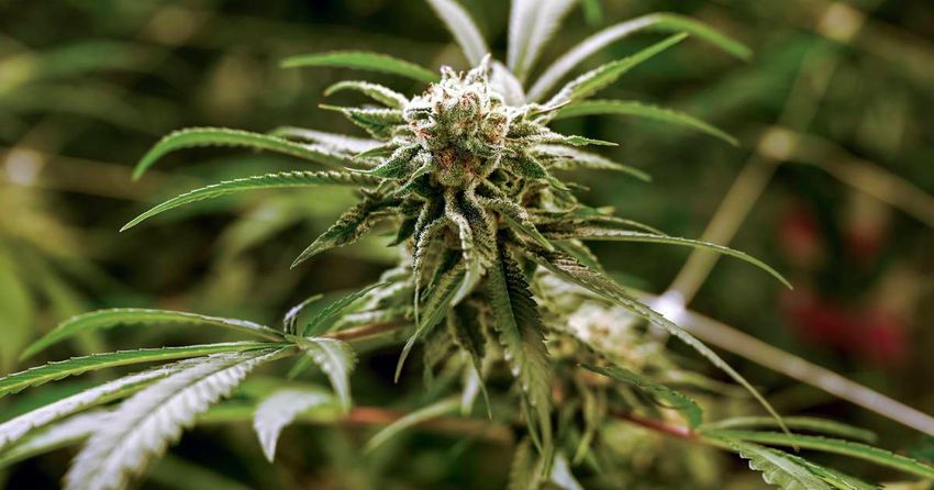  West Clare cancer survivor (61) fined over cannabis he turned to for pain relief