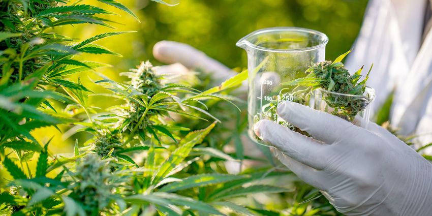 Cannabis Compliance Testing: Safety vs. Quality