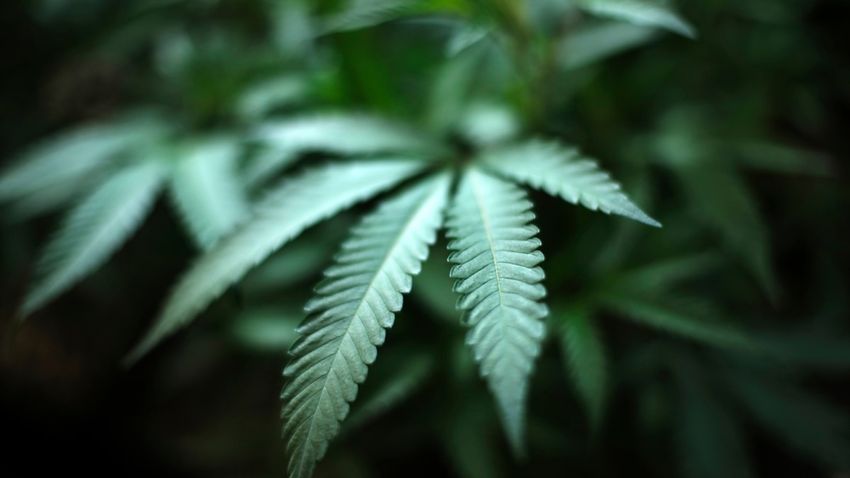  Argentina Launches New Hemp and Cannabis Agency