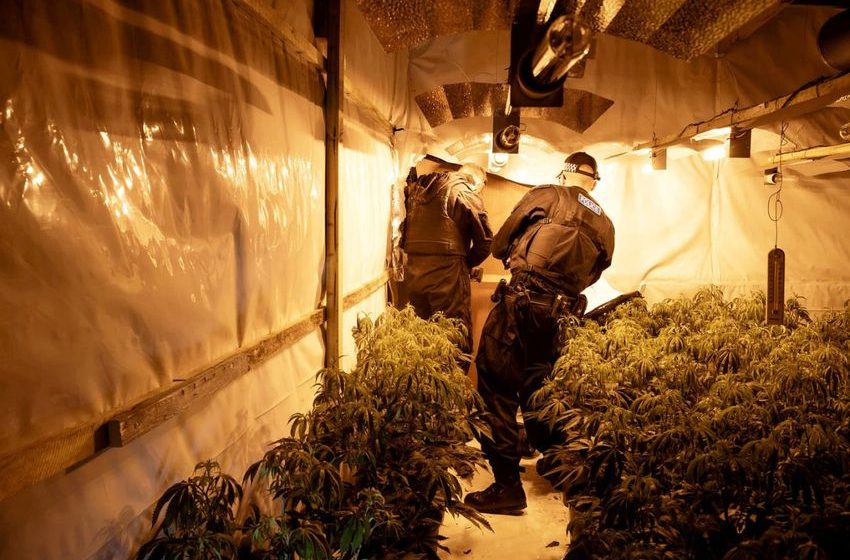  Lincolnshire Police Uncover ‘Biggest Cannabis Farm To Date’, Three Men Arrested