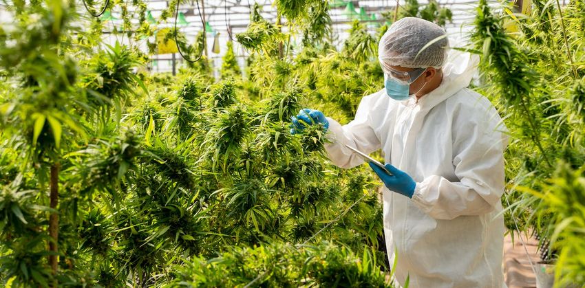CBD is not a cure-all – here’s what science says about its real health benefits