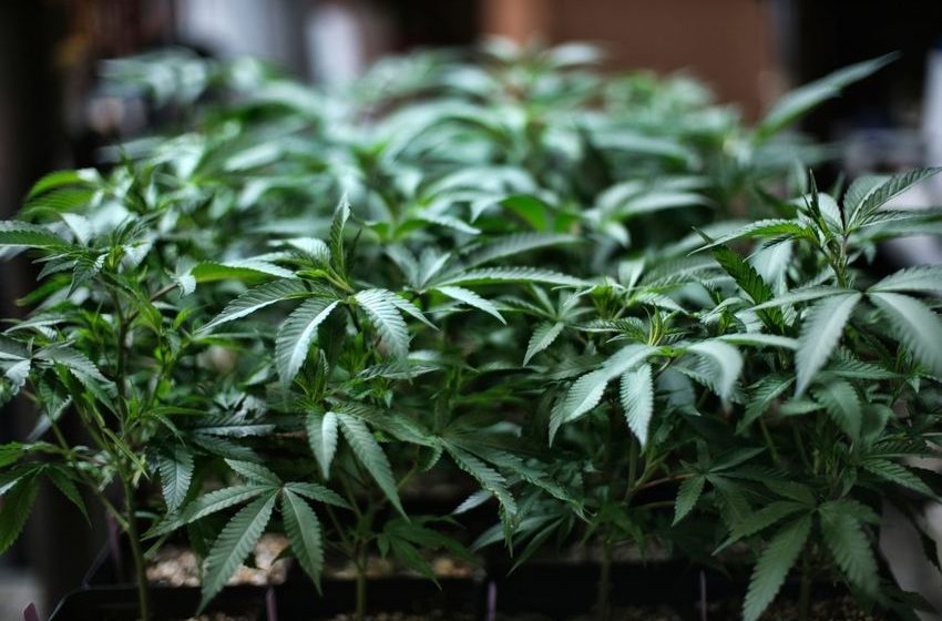  Indiana lawmakers won’t vote on bill to decriminalize marijuana