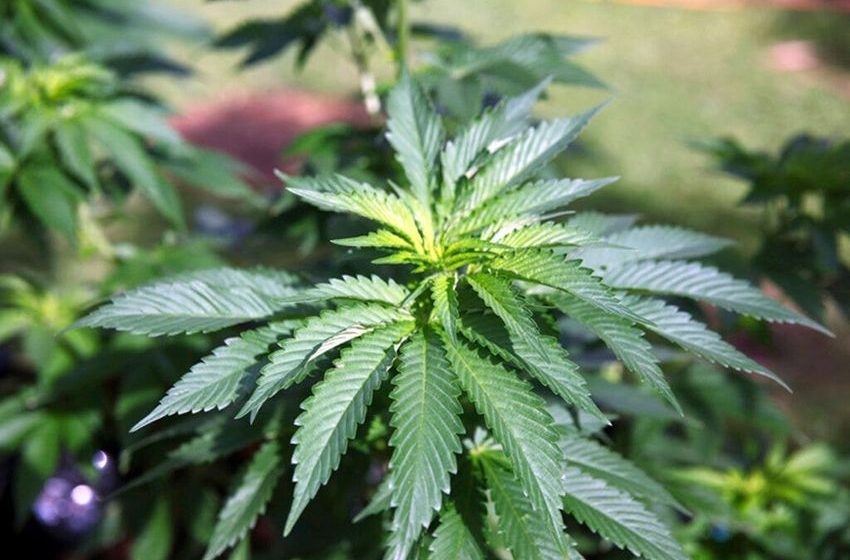  Marijuana legalization moves forward in New Hampshire House
