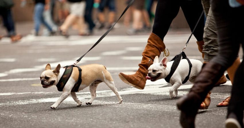 Report: More NYC Dogs Getting Sick from Eating Discarded Marijuana