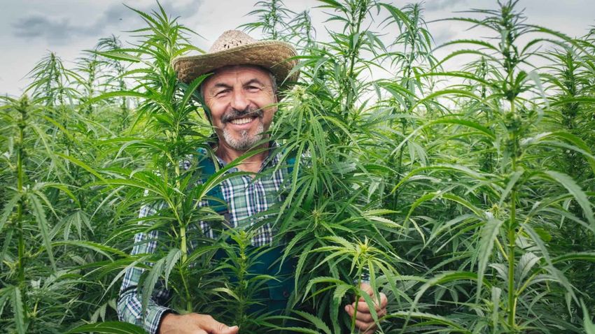 Why did this ASX cannabis share just rocket 46%?