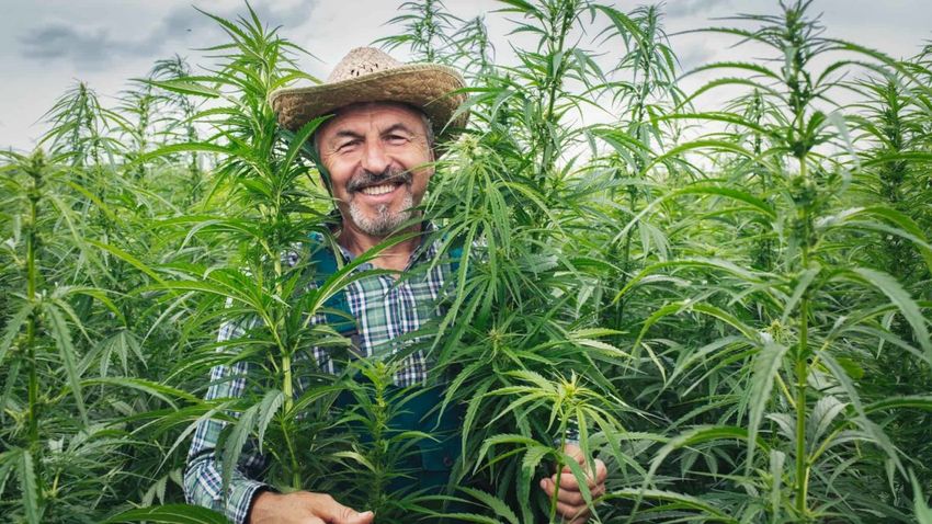  Why did this ASX cannabis share just rocket 46%?