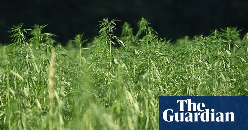  Hemp: the green crop tied down by red tape in the US