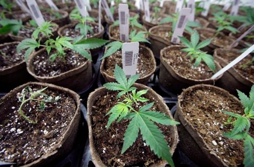  Medical marijuana retailers should not have to grow their own crops