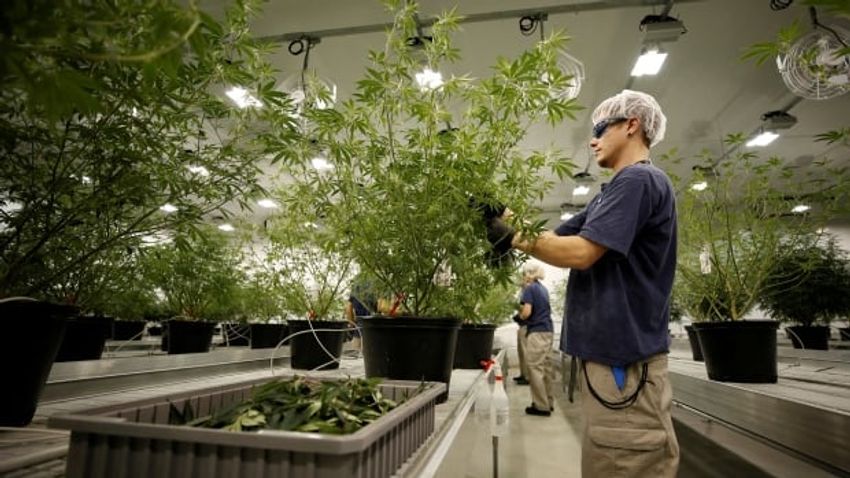 Will the legal weed business be okay?