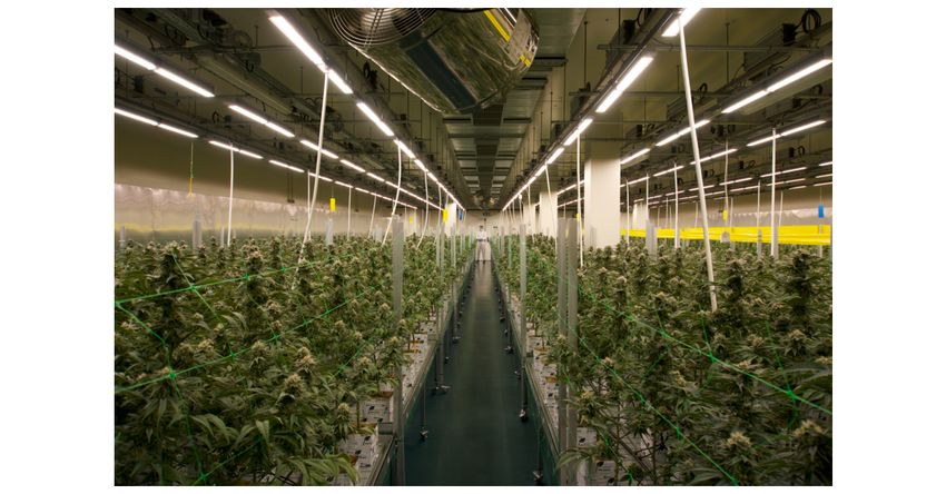  Fluence Selected as LED Technology Partner by Major Cannabis Cultivators in Growing Portuguese Market