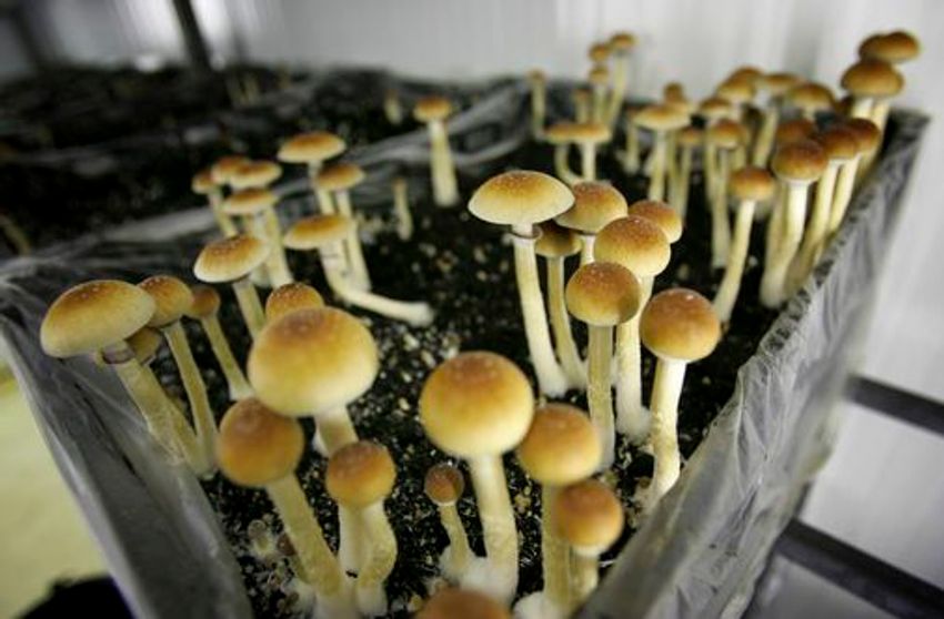  The debate about legalizing psychedelic mushrooms comes to Rhode Island