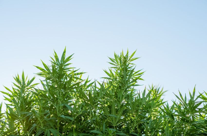  Betting Big on Florida, Cannabis Retailer Green Thumb Faces Price Squeeze