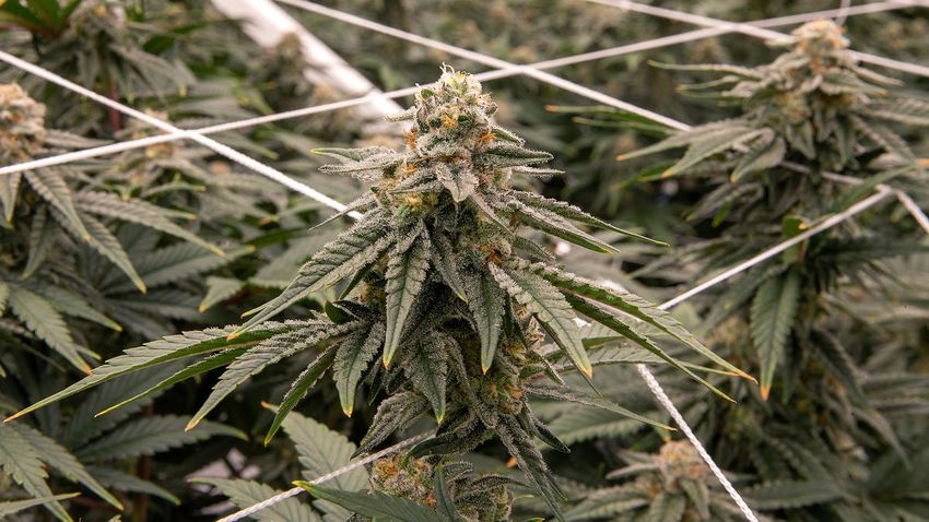 Red Bank ready to make it harder to open legal weed stores