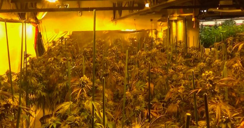 Police uncover $2 million in drugs and high-end vehicles in massive GTA bust