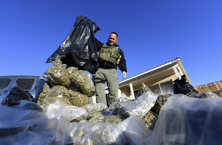 Chinese nationals operate nearly every illegal indoor marijuana farm in the largest US county, sergeant says