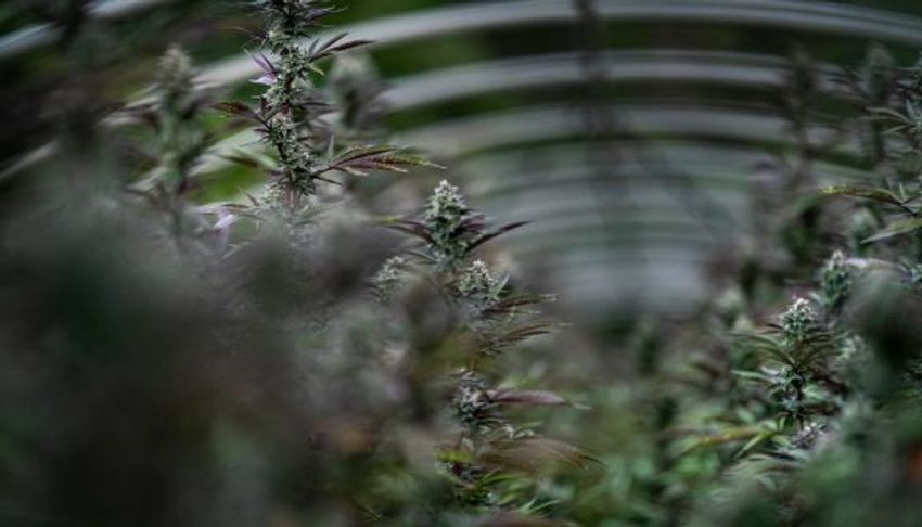 For St. Patrick’s Day, Humboldt Family Farms Wants You To Switch Out Drinks For Cannabis