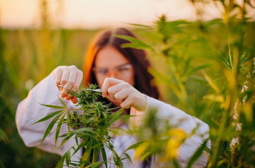2 Reasons to Sell Tilray Stock and 1 Reason to Buy It