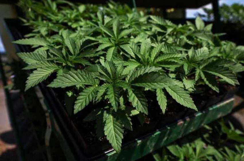  Oklahoma measure to legalize recreational marijuana headed for defeat