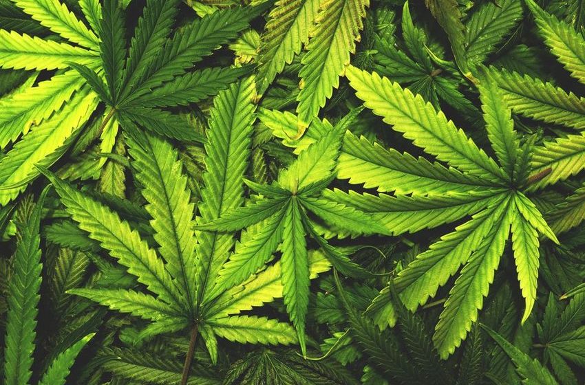  Oklahoma voters reject marijuana legalization