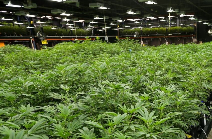  Oklahoma voters say ‘no’ to recreational marijuana